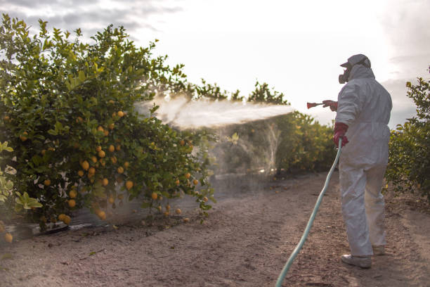 Best Termite Control Services  in Willacoochee, GA