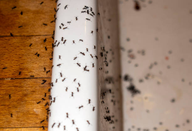 Best Local Pest Control Services  in Willacoochee, GA
