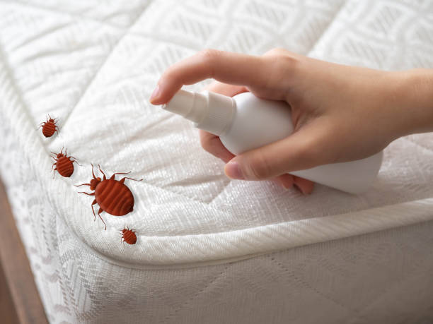 Best Ant Control Services  in Willacoochee, GA