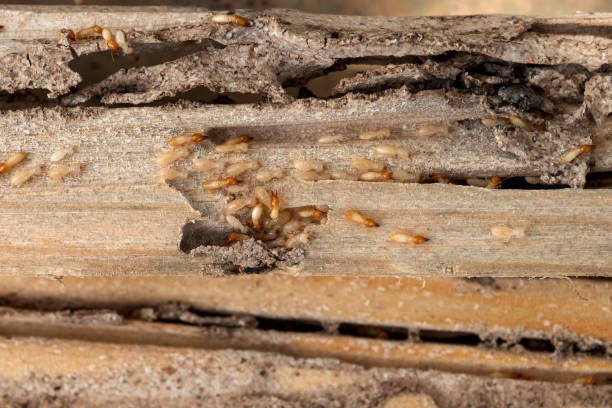 Best Affordable Pest Control Services  in Willacoochee, GA